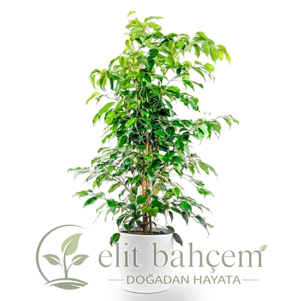 Benjamin (Ficus Benjamina Danielle) Ruby