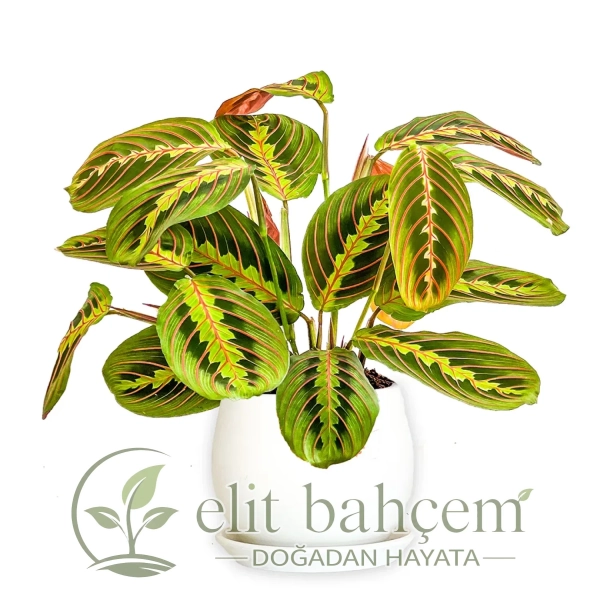 Dua Çiçeği (Maranta Fascinator) Curvy