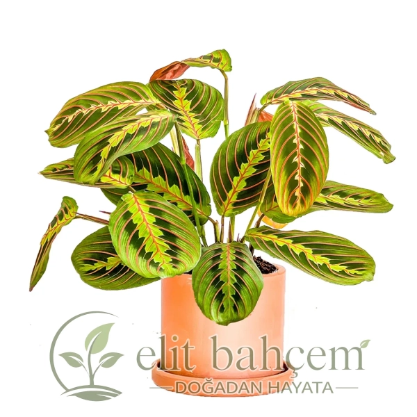 Dua Çiçeği (Maranta Fascinator) Ruby