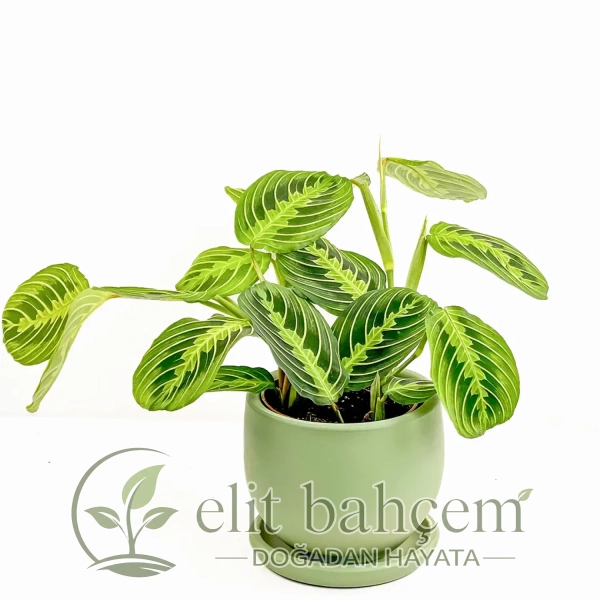 Dua Çiçeği (Maranta Lemon Lime) Curvy