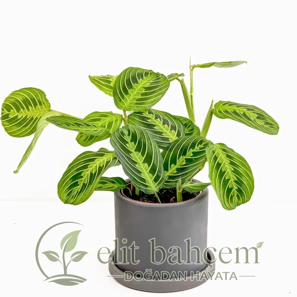 Dua Çiçeği (Maranta Lemon Lime) Ruby