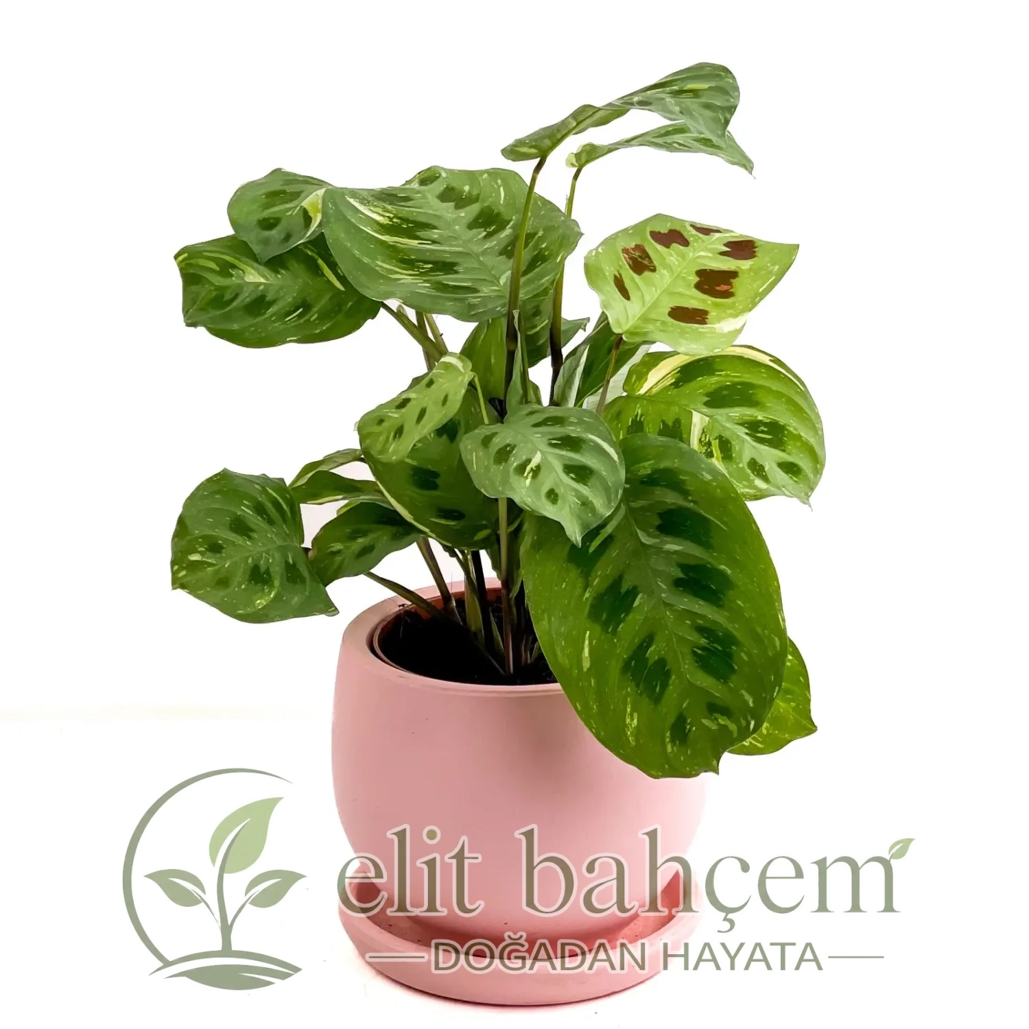 Dua Çiçeği (Maranta Kerchoveana) Curvy