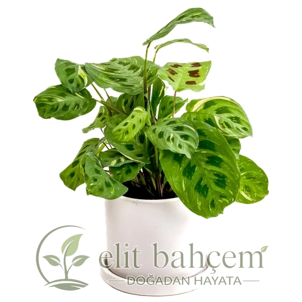 Dua Çiçeği (Maranta Kerchoveana) Ruby