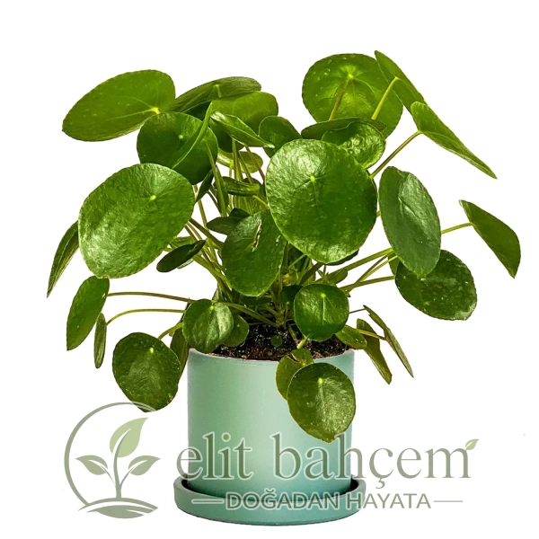 Çin Para Çiçeği (Pilea) Ruby