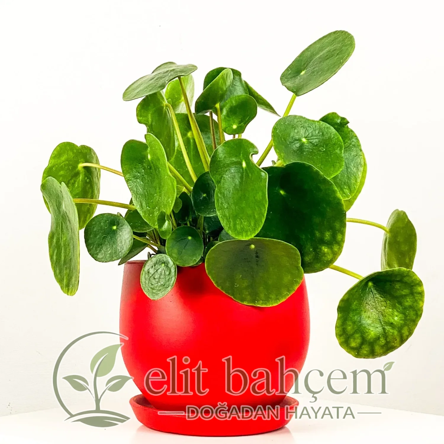 Çin Para Çiçeği (Pilea) Curvy