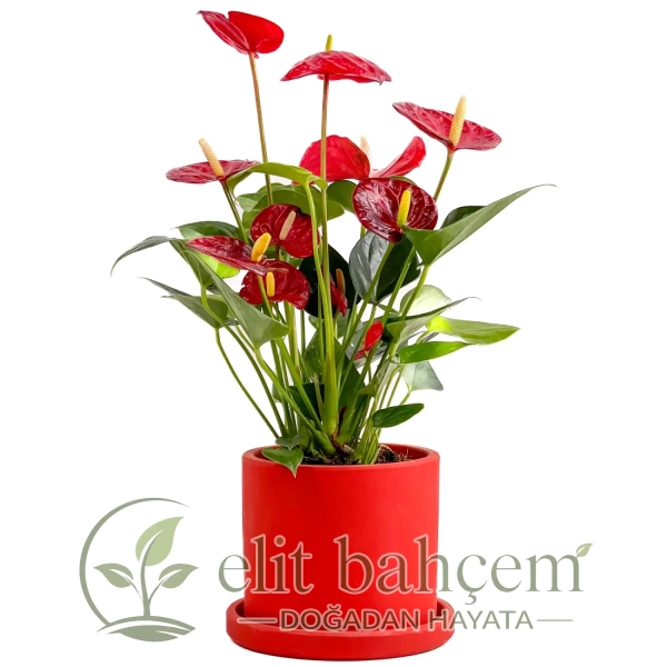 Antoryum Çiçeği (Anthurium) Ruby