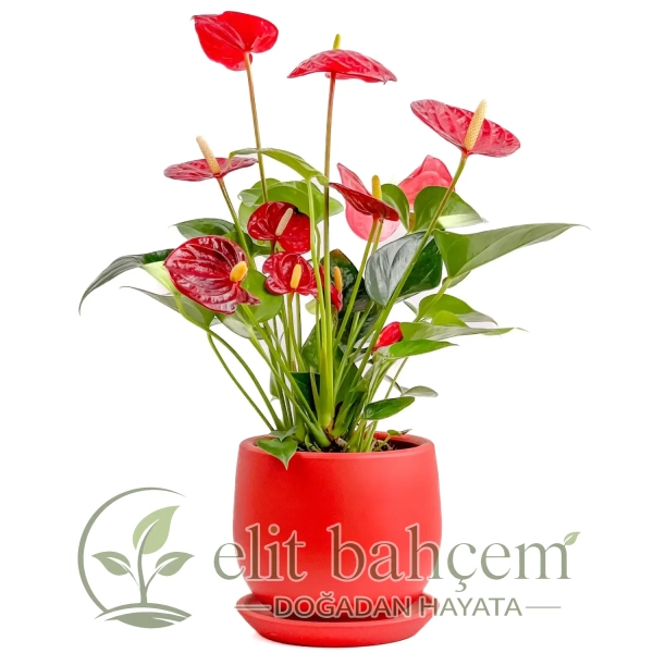 Antoryum Çiçeği (Anthurium) Curvy