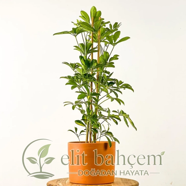 Şeflera (Schefflera) Ruby