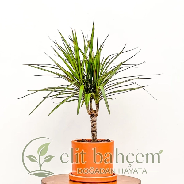 Dracaena Marginata - Tek Gövdeli Ruby