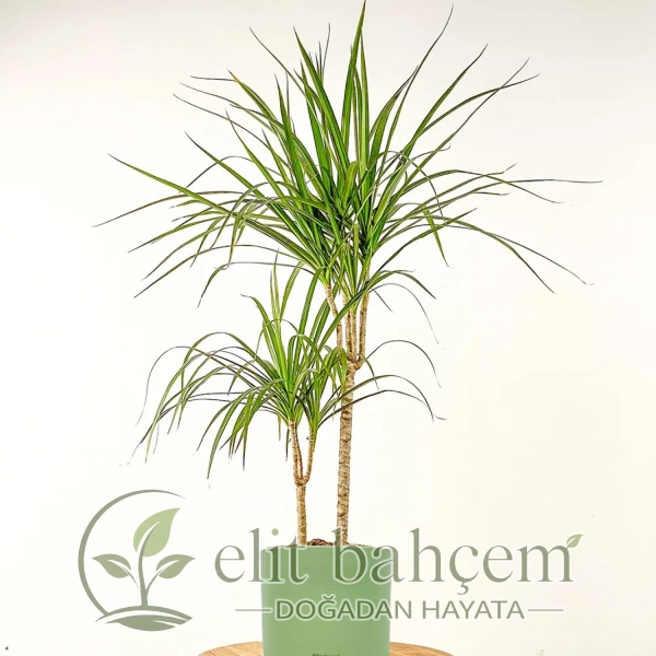 Dracaena Marginata - 2 Gövdeli Ruby