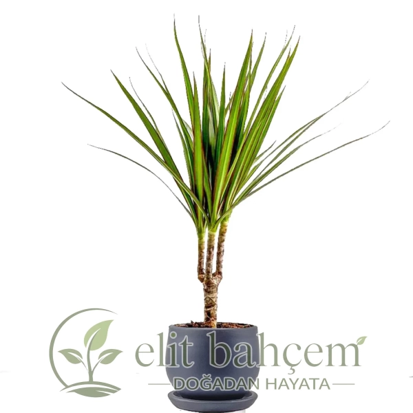 Dracaena Marginata - Tek Gövdeli Curvy