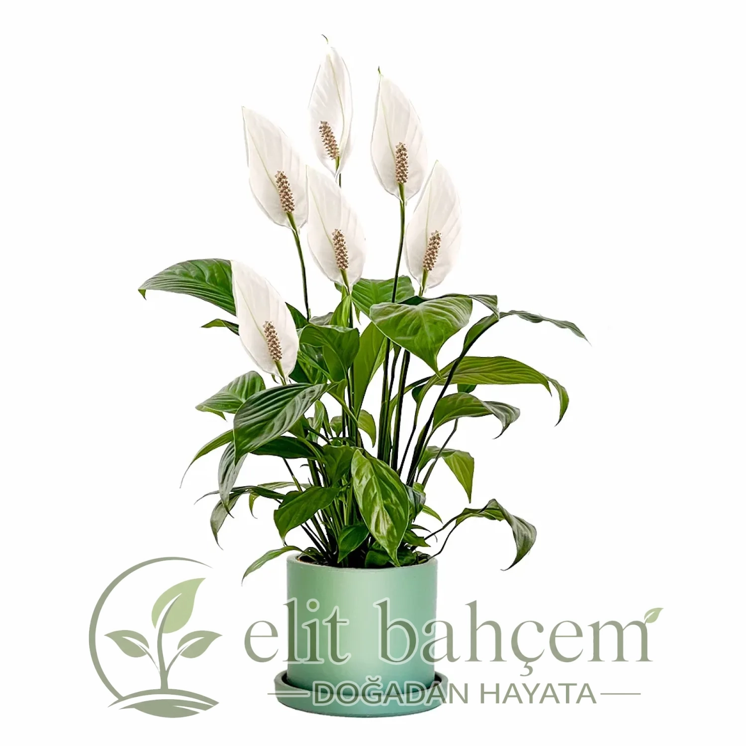 Barış Çiçeği (Spathiphyllum) Ruby