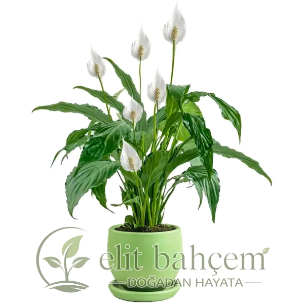 Barış Çiçeği (Spathiphyllum) Curvy