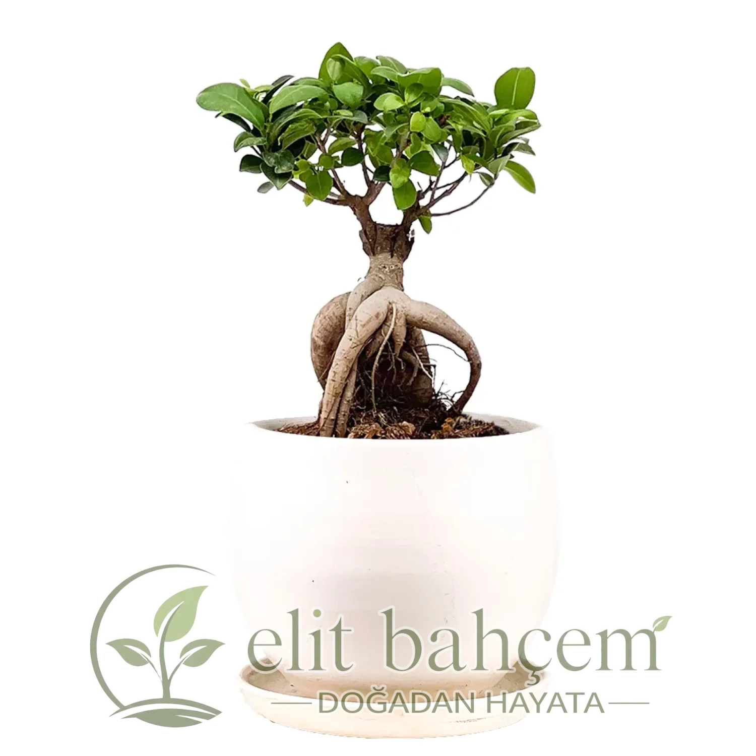 Bonsai Mini (Ficus Ginseng) Curvy
