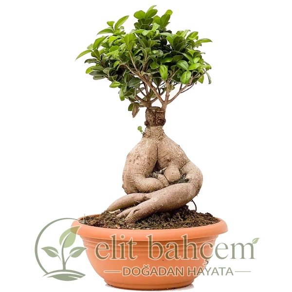 Bonsai XL (Ficus Ginseng)