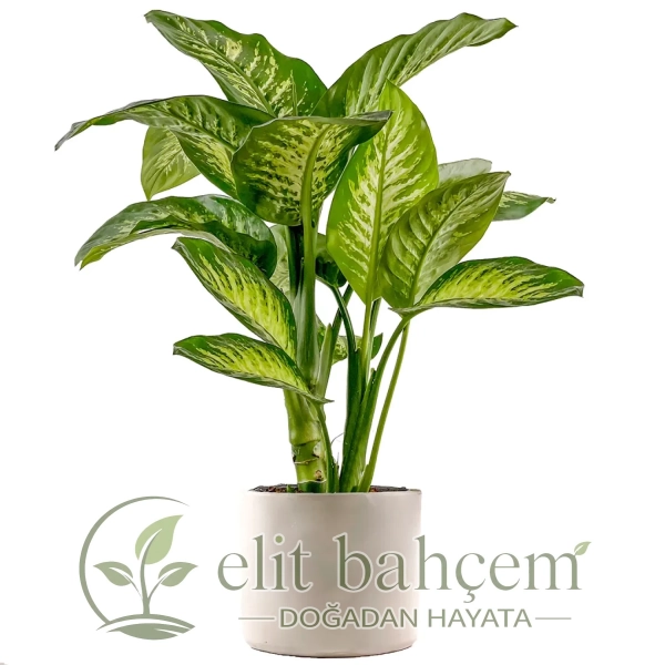 Difenbahya Large (Dieffenbachia Tropic Snow) Ruby