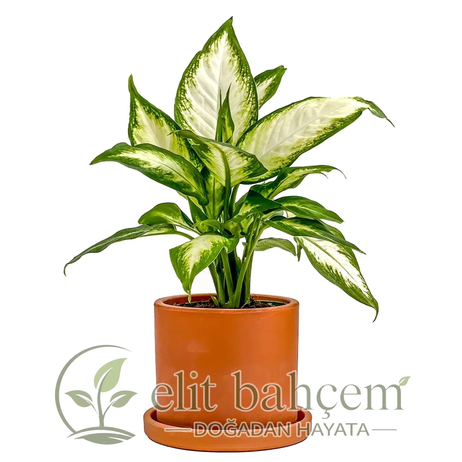 Difenbahya (Dieffenbachia Camilla) Ruby