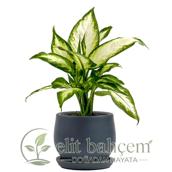 Difenbahya (Dieffenbachia Camilla) Curvy