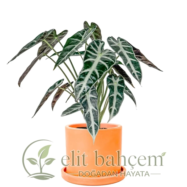 Fil Kulağı (Alocasia Polly) Ruby