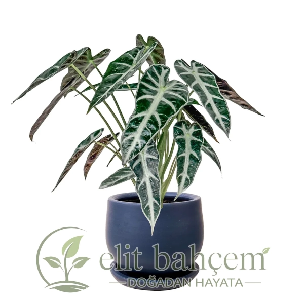 Fil Kulağı (Alocasia Polly) Curvy