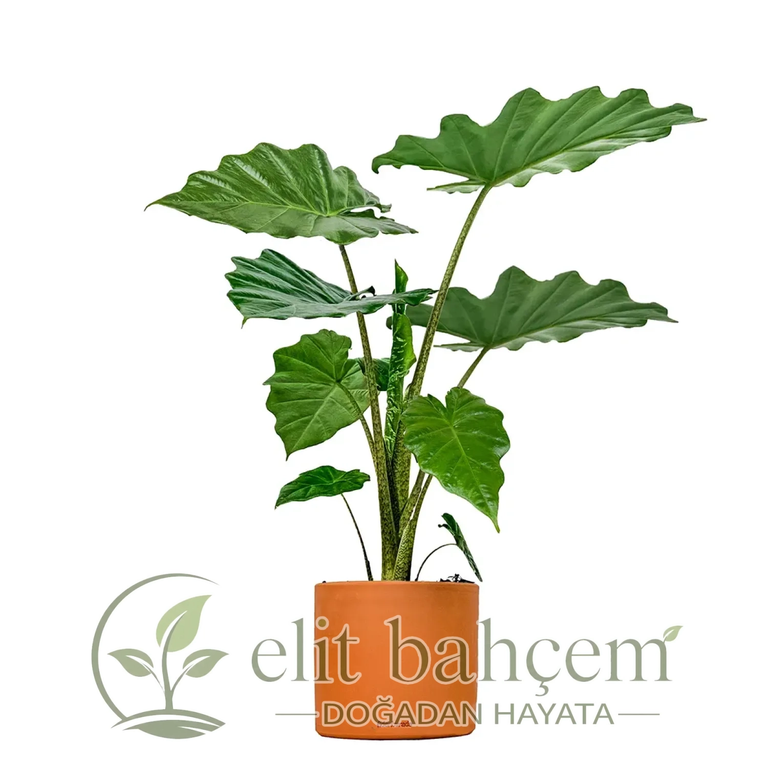 Fil Kulağı (Alocasia) Ruby