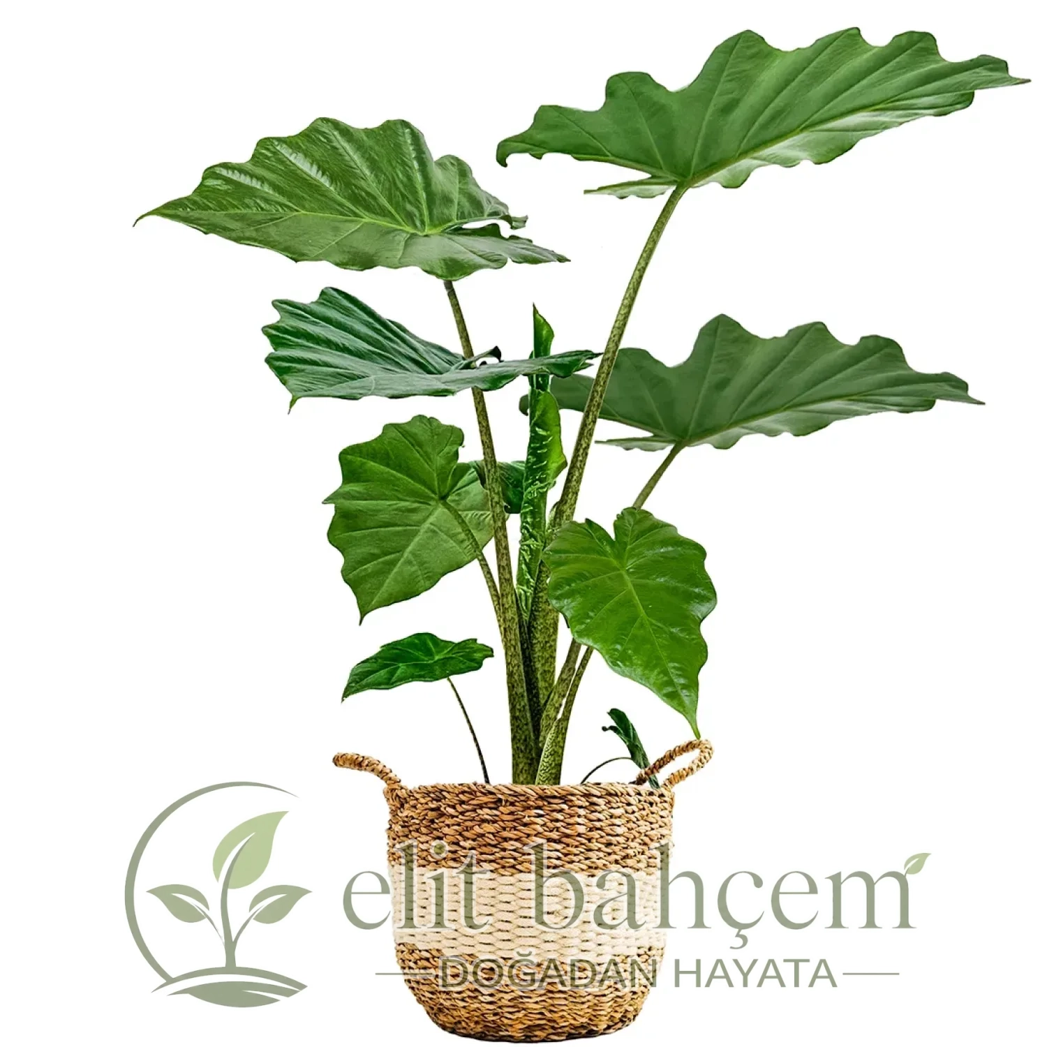 Fil Kulağı (Alocasia) Hasır Saksılı