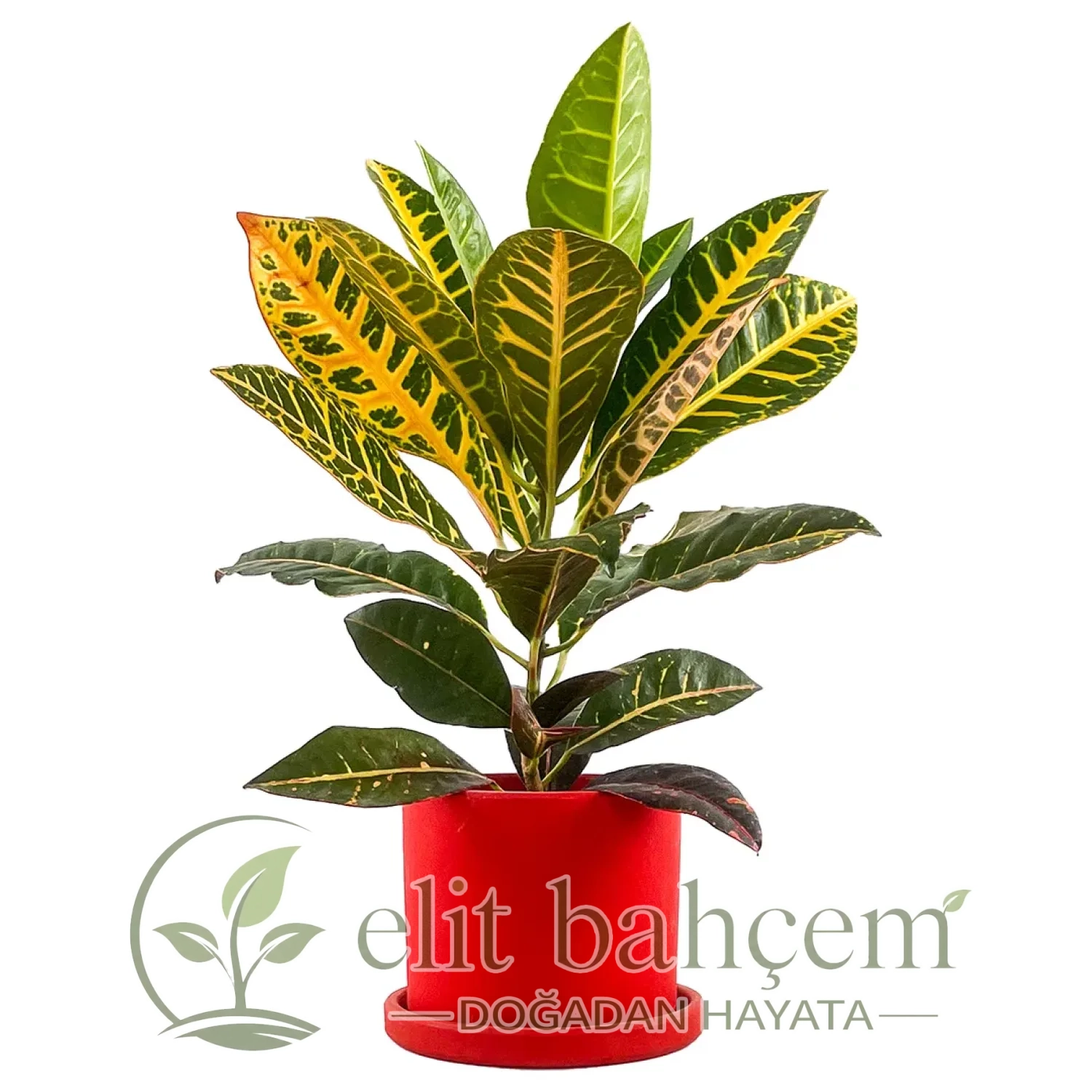 Kraton (Croton Petra) Ruby