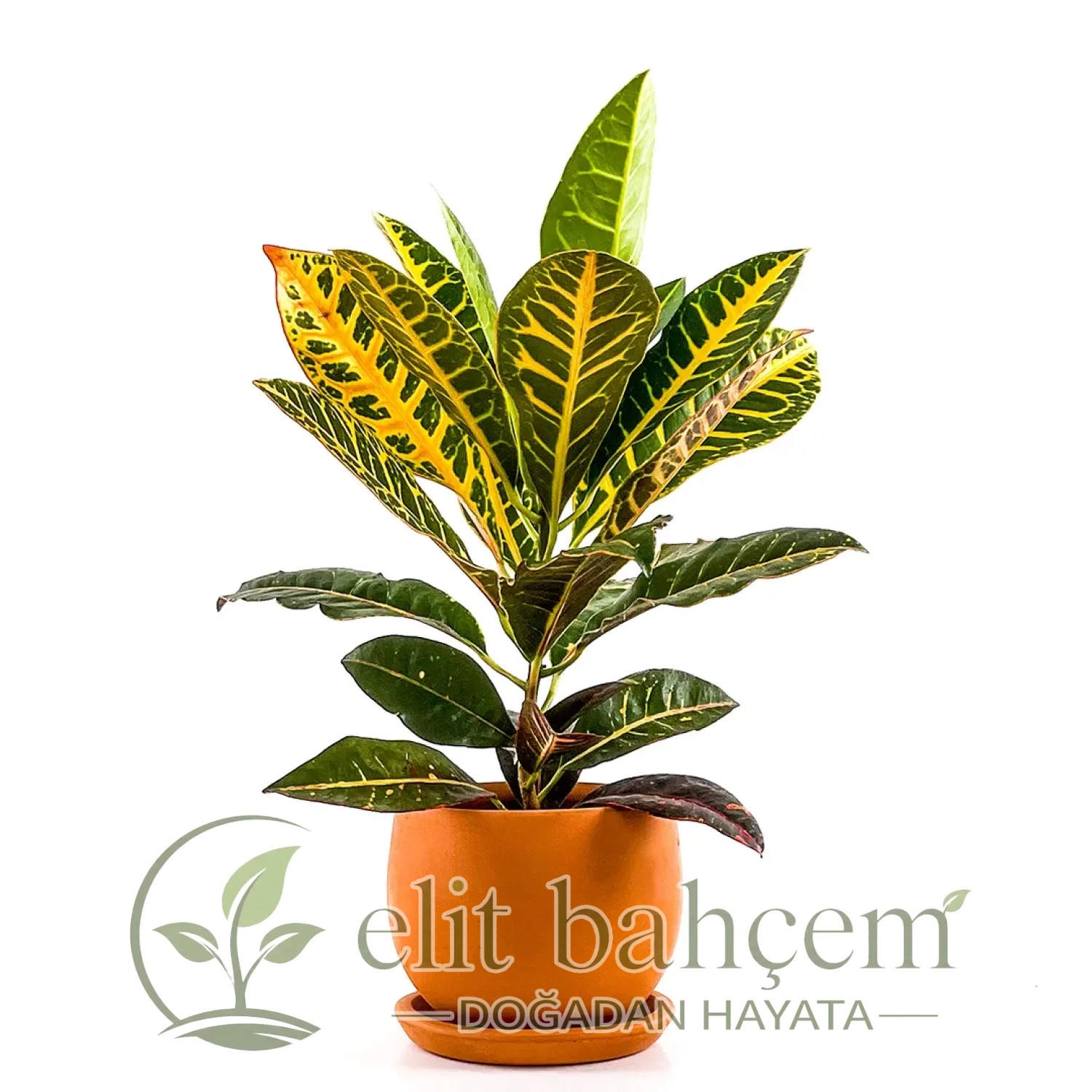 Kraton (Croton Petra) Curvy