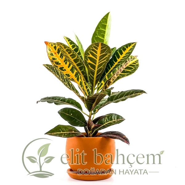 Kraton (Croton Petra) Curvy