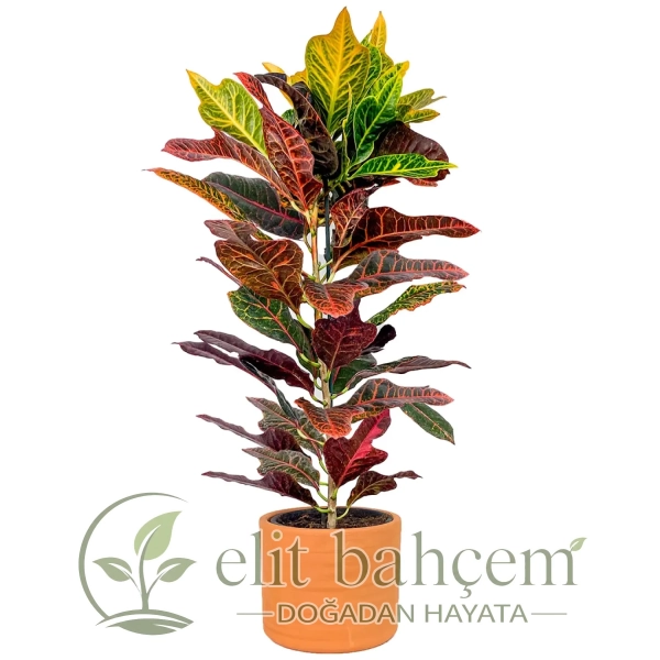 Kraton Large (Croton Excellent) Ruby