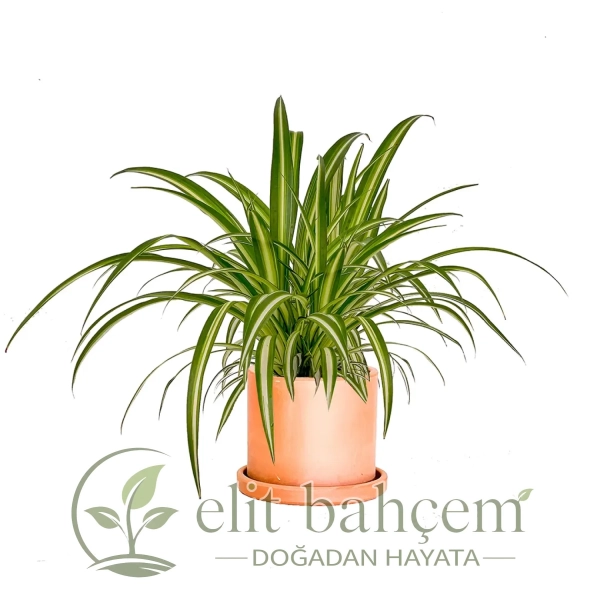 Kurdele Çiçeği (Chlorophytum Comosum) Ruby