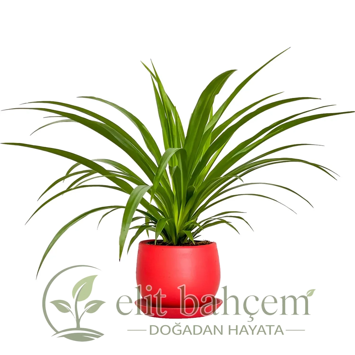 Kurdele Çiçeği (Chlorophytum Comosum Green) Curvy
