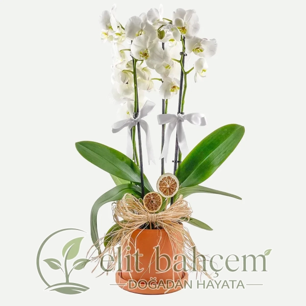 Beyaz Orkide (White Orchid) Ruby