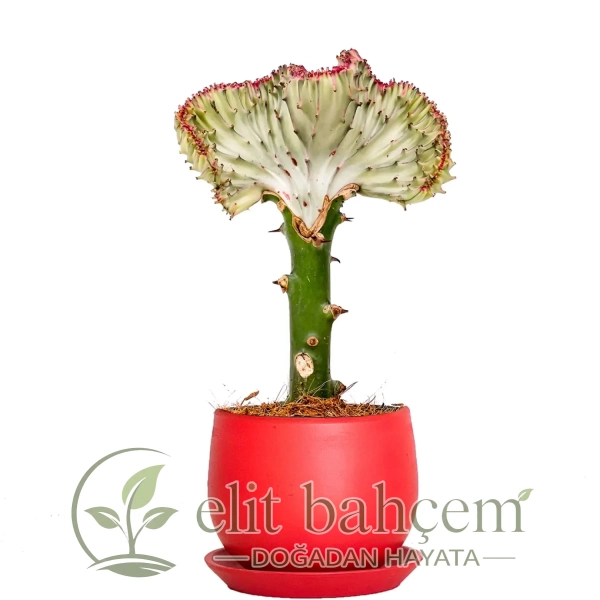 Aşılı Kaktüs (Euphorbia Lactea Cristata) Curvy