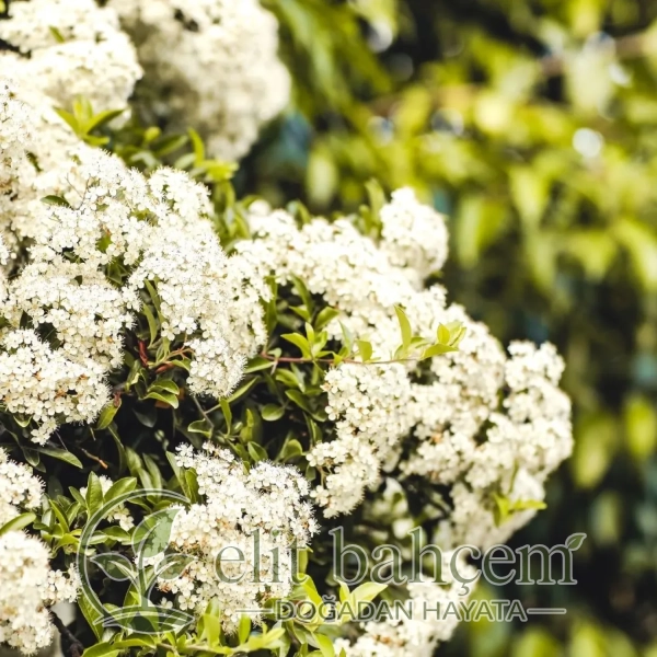 Kartopu (Viburnum Lucidum)