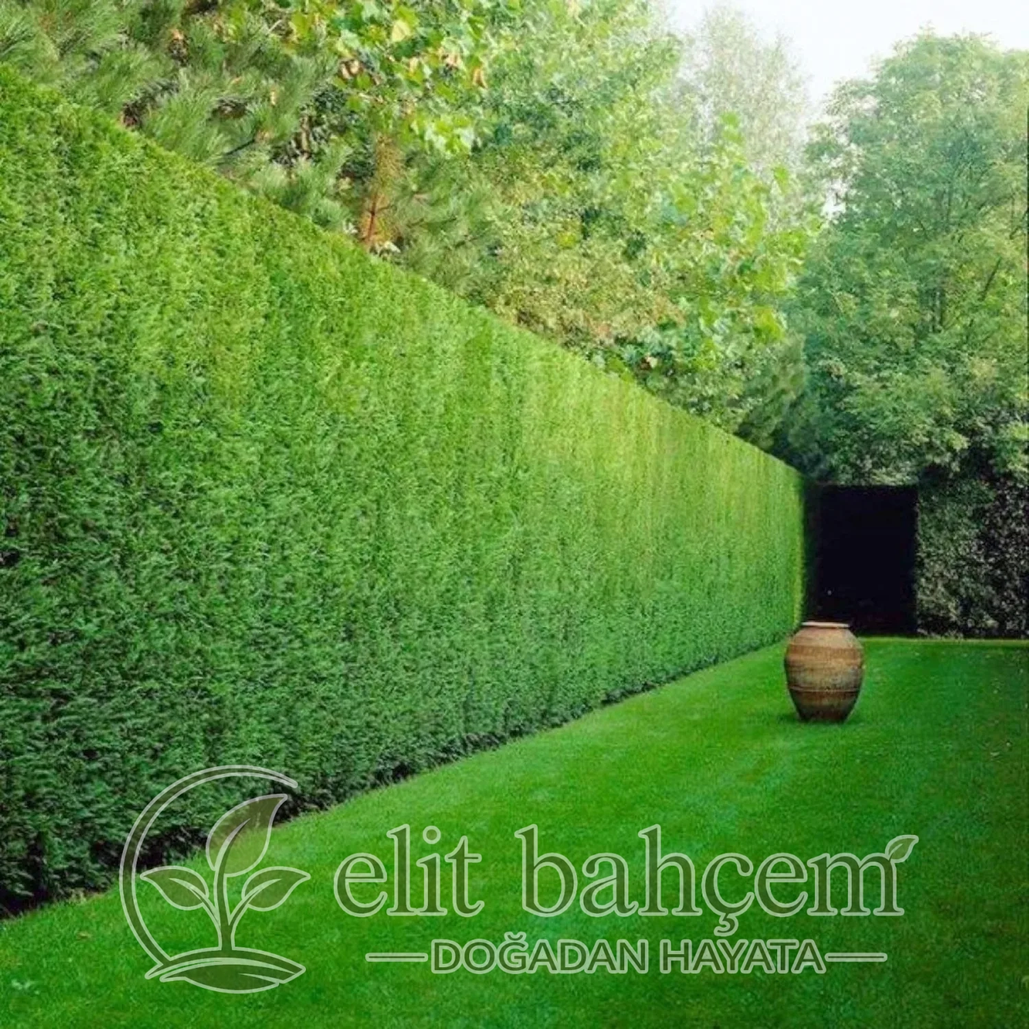 Leylandi (Cupressocyparis Leylandii)