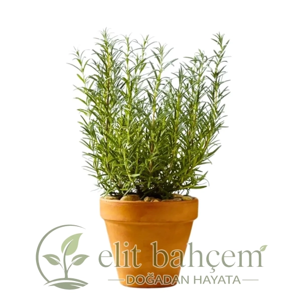 Biberiye (Rosmarinus Officinalis)