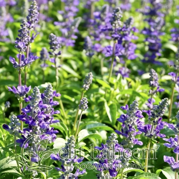 Adaçayı (Salvia Officinalis)
