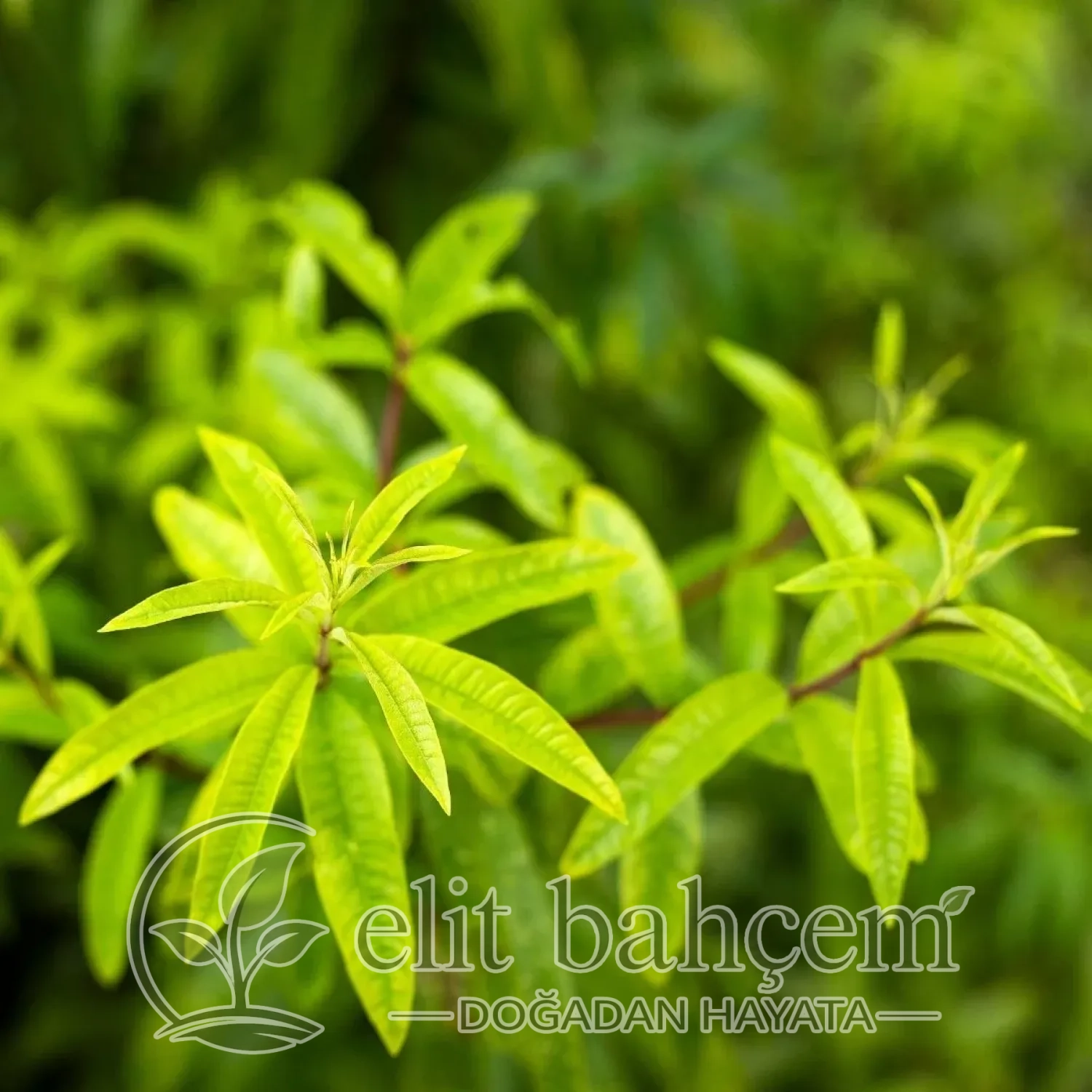Limon Melisa (Aloysia Triphylla)