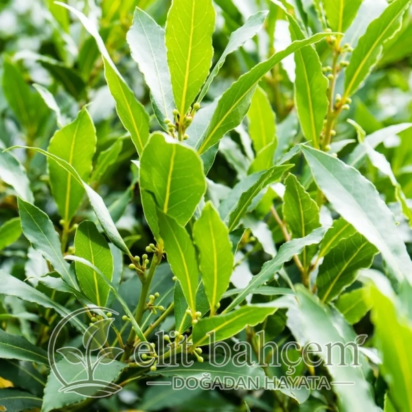 Defne (Laurus Nobilis)