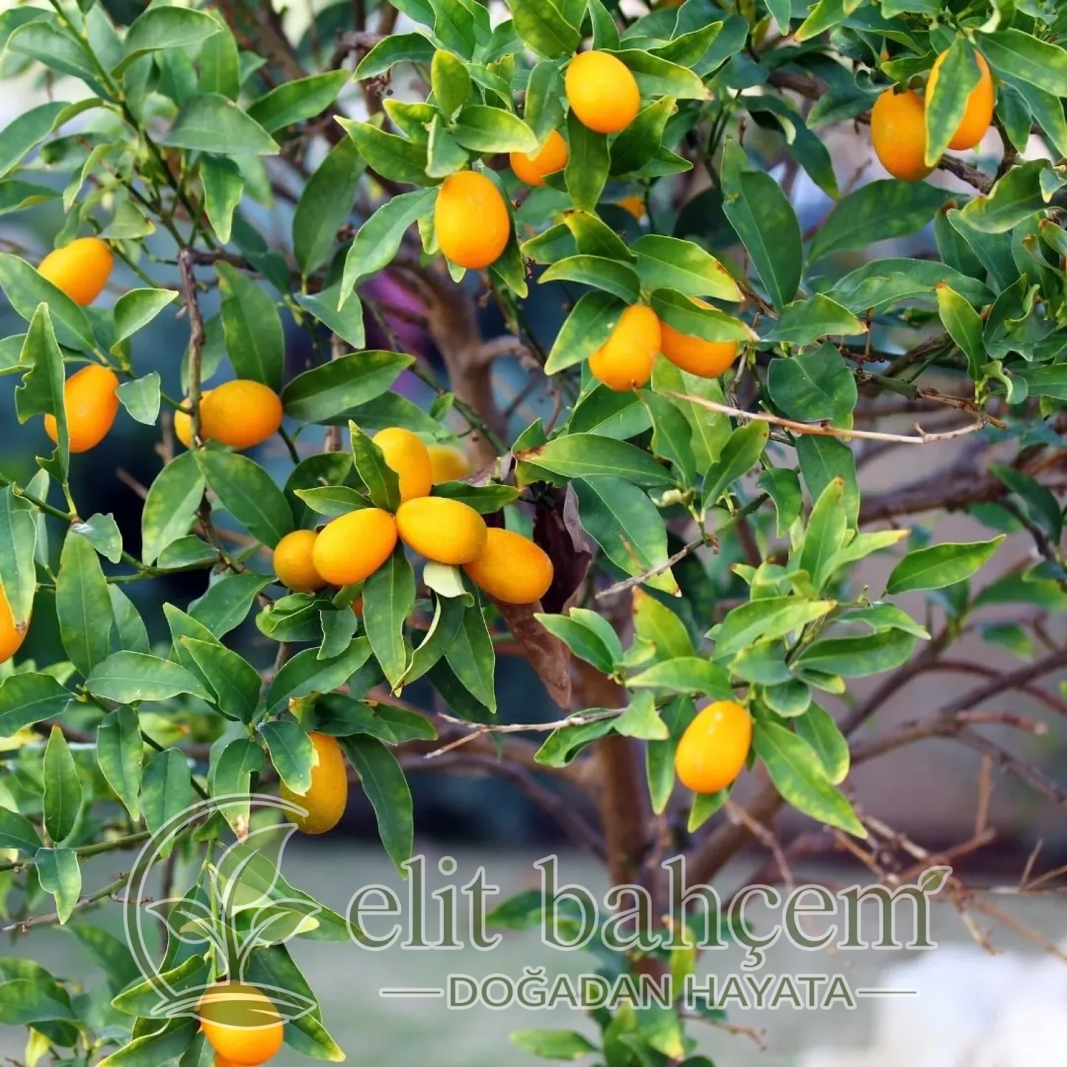 Kumkuat Ağacı (Citrus Fortunella)