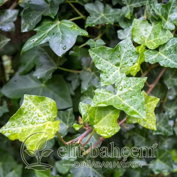 Duvar Sarmaşığı (Hedera Helix)