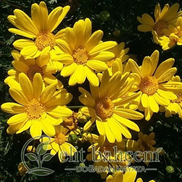 Sarı Papatya (Euryops Pectinatus)