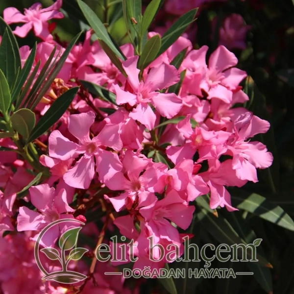 Zakkum Çiçeği (Nerium Oleander)