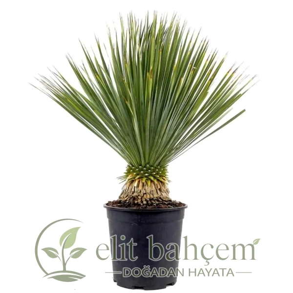 Mavi Yuka (Yucca Rostrata)