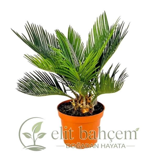 Sikas Japon Palmiyesi ( Cycas Revoluta) Small