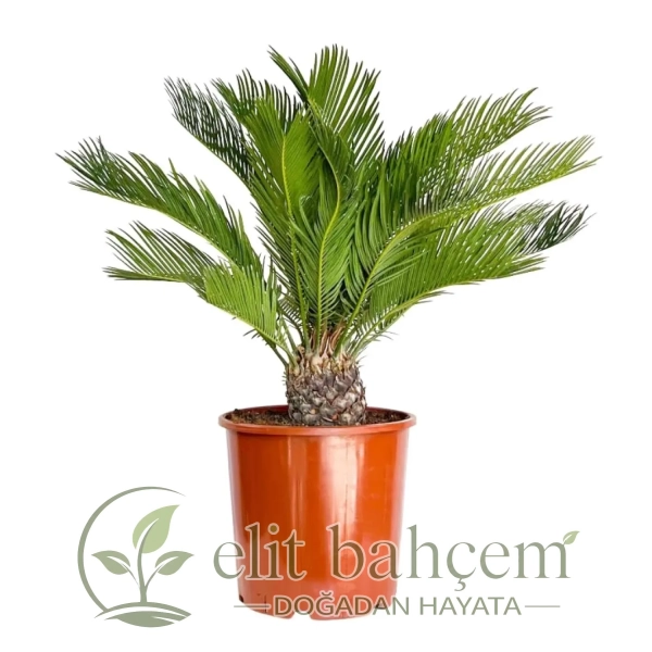 Sikas Japon Palmiyesi ( Cycas Revoluta) Medium
