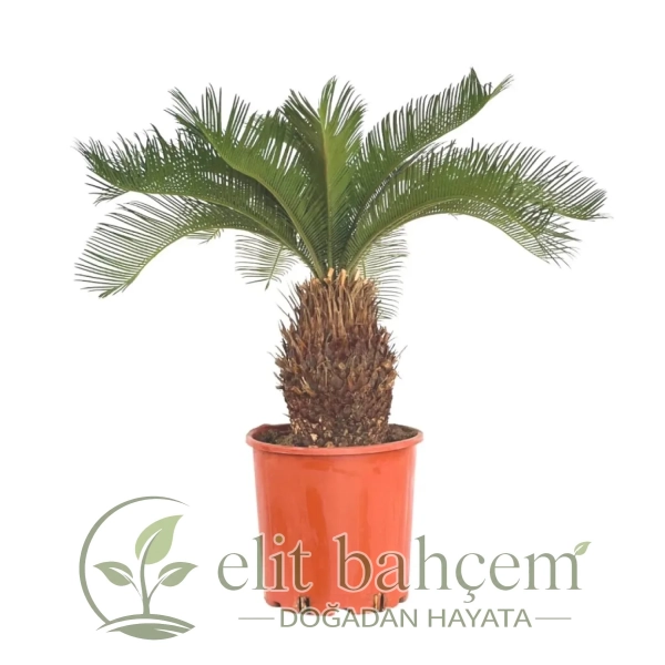 Sikas Japon Palmiyesi ( Cycas Revoluta) Large