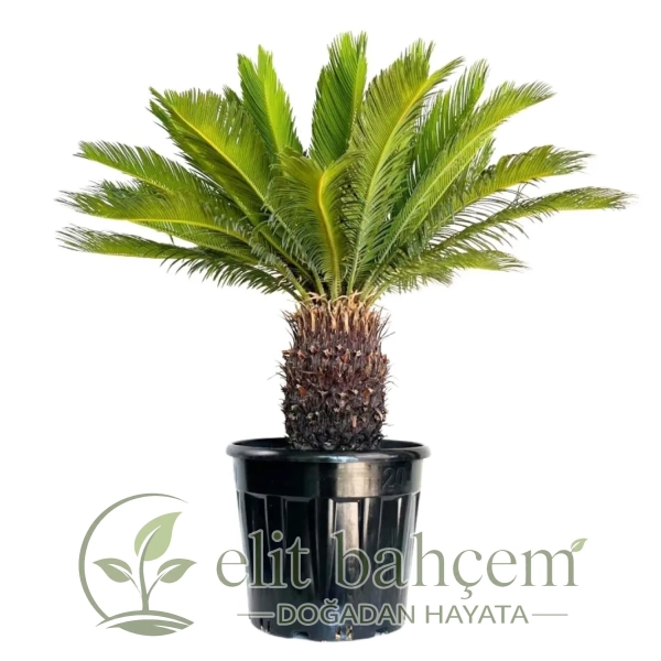 Sikas Japon Palmiyesi (Cycas Revoluta) XL