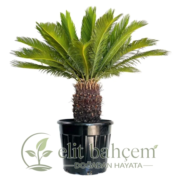 Sikas Japon Palmiyesi (Cycas Revoluta) Premium
